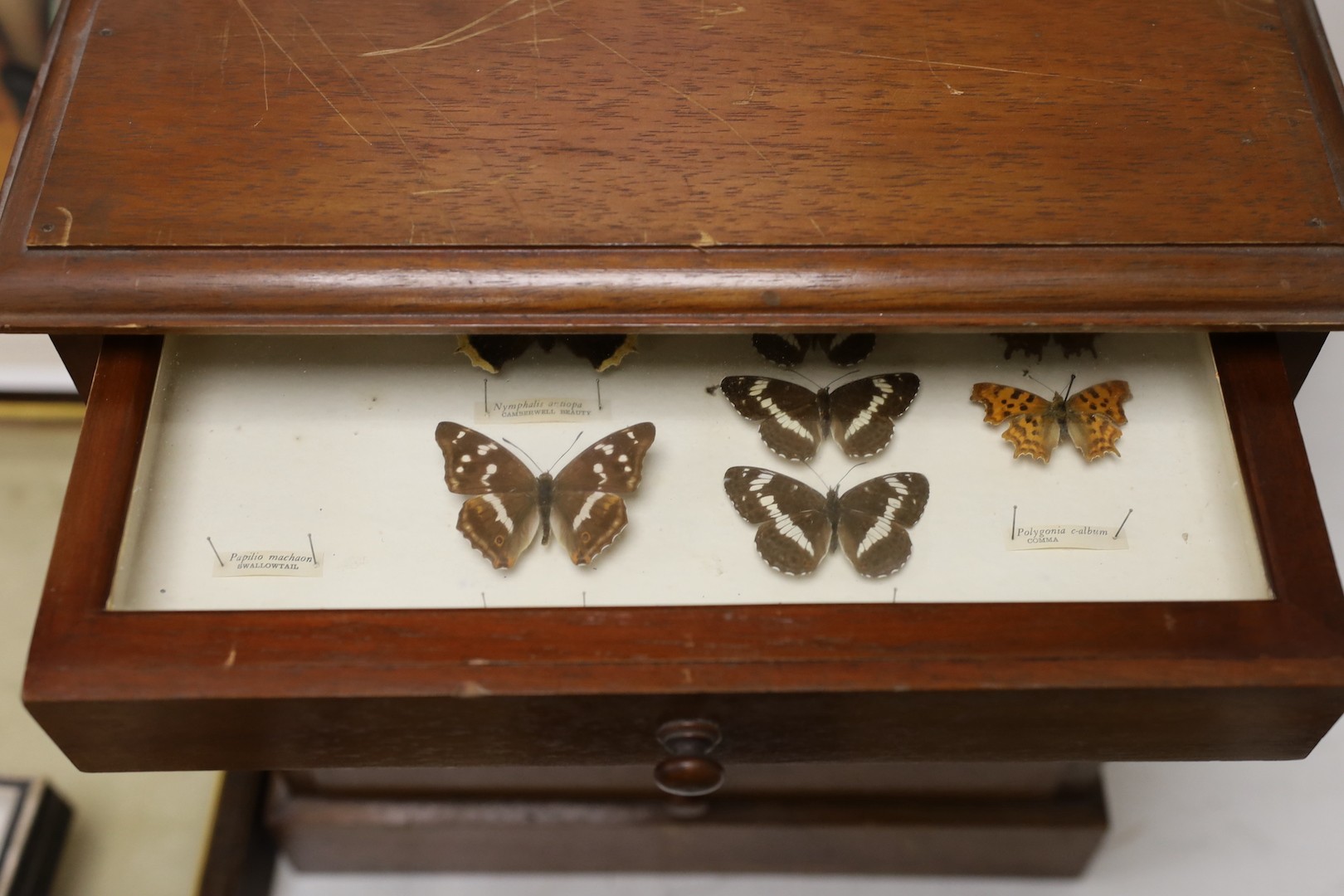 And early 20th century mahogany cabinet of UK moth and butterfly specimens, six trays together with two cased butterfly specimens and an empty display case, large cabinet 45 cms high x 39 cms wide.